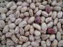light speckled kidney beans / sugar beans